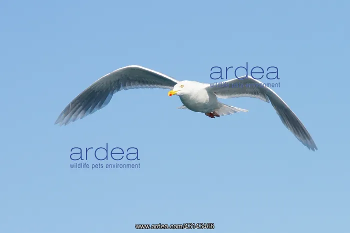 : Glaucous Gull : Glaucous Gull