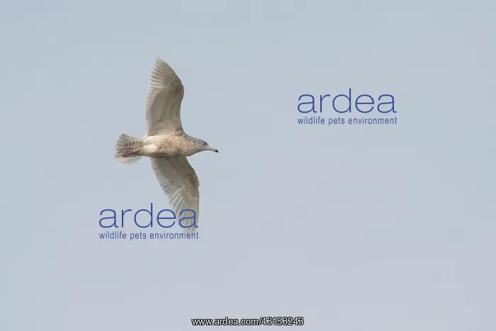 : Glaucous Gull : Glaucous Gull