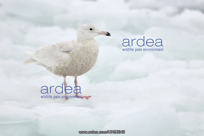 : Glaucous Gull : Glaucous Gull