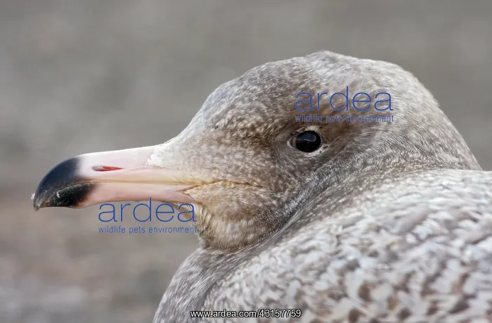 : Glaucous Gull : Glaucous Gull