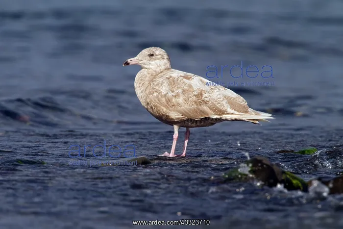 : Glaucous Gull : Glaucous Gull