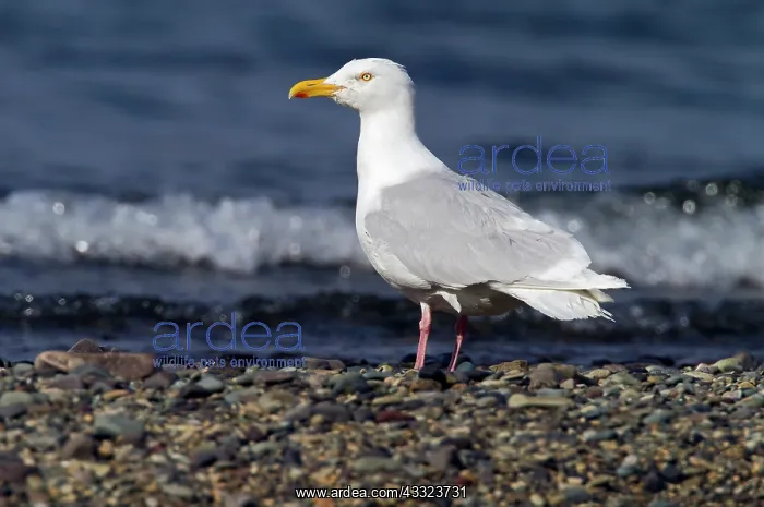 : Glaucous Gull : Glaucous Gull