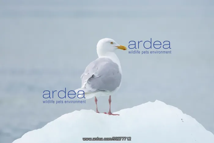 : Glaucous Gull : Glaucous Gull