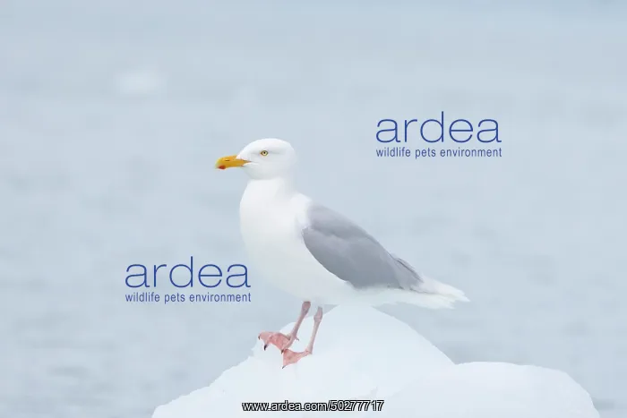 : Glaucous Gull : Glaucous Gull