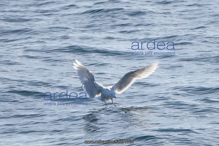 : Glaucous Gull : Glaucous Gull
