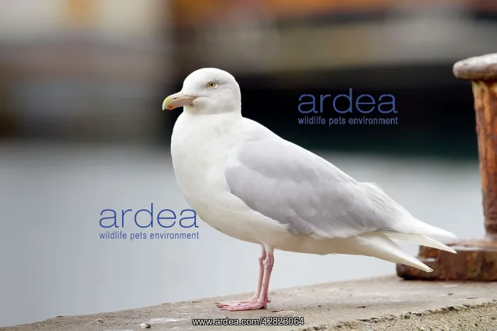 : Glaucous Gull - Adult : Glaucous Gull - Adult