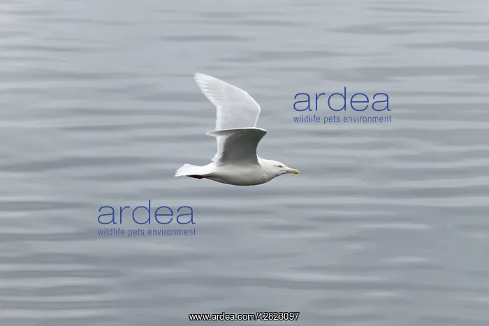 : Glaucous Gull - Adult - Flight : Glaucous Gull - Adult - Flight