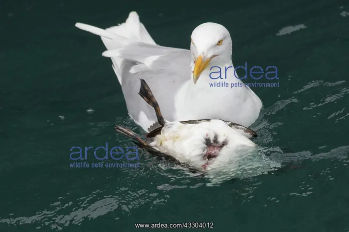 : Glaucous Gull - adult gull chasing guillemot - Svalbard : Glaucous Gull - adult gull chasing guillemot - Svalbard