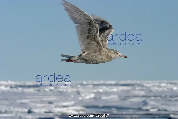 : Glaucous Gull - in flight : Glaucous Gull - in flight