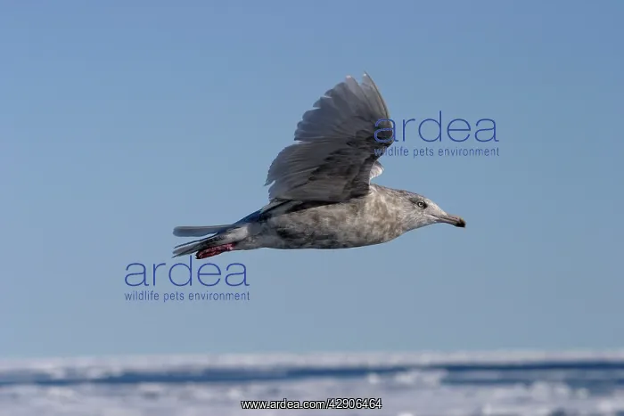  : Glaucous Gull in flight