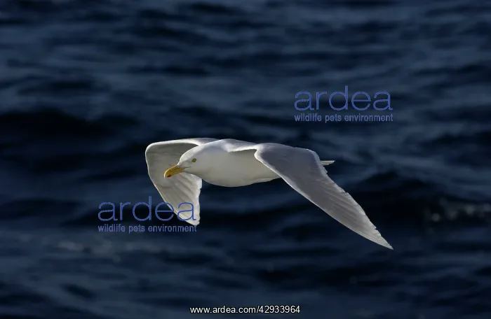 : Glaucous Gull - In flight : Glaucous Gull - In flight
