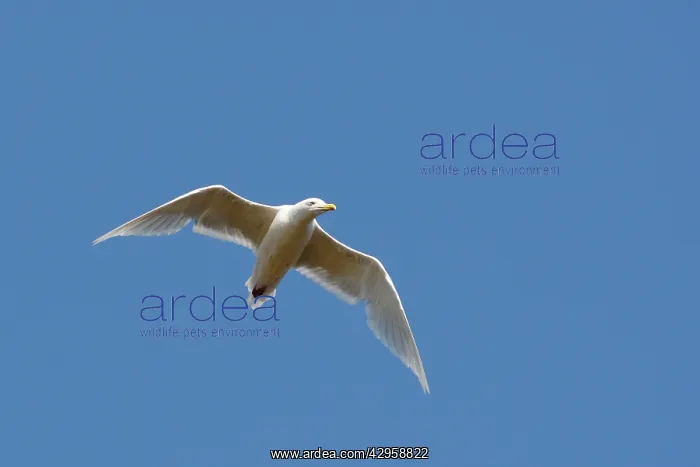 : Glaucous Gull - in flight : Glaucous Gull - in flight