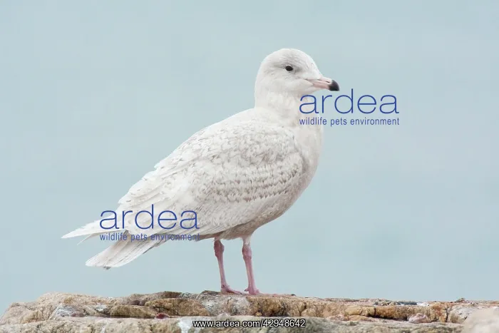 : Glaucous gull - Immature bird : Glaucous gull - Immature bird