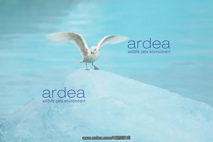  : Glaucous Gull - immature bird on blue iceberg