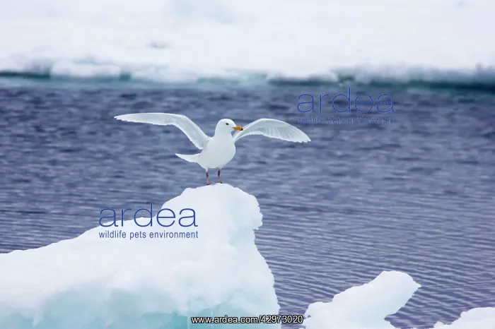 : Glaucous Gull - Landing on iceberg : Glaucous Gull - Landing on iceberg