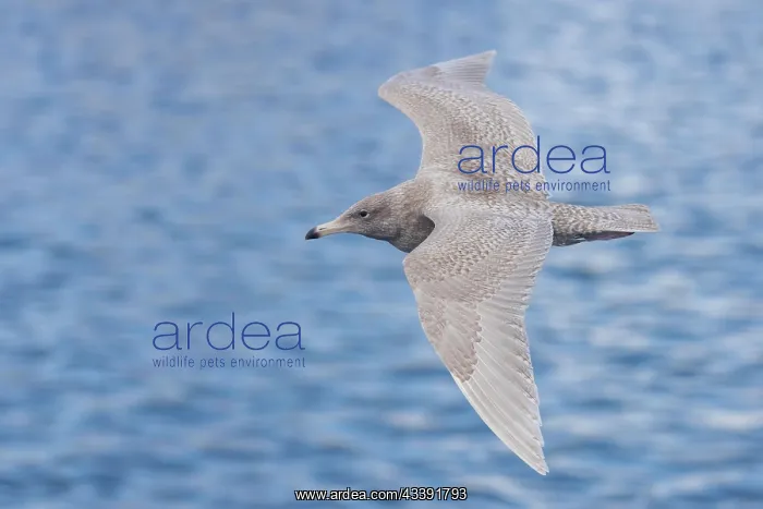 : Glaucous Gull (Larus hyperboreus), young bird, 1st : Glaucous Gull (Larus hyperboreus), young bird, 1st