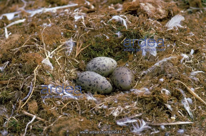 : Glaucous Gull - nest : Glaucous Gull - nest