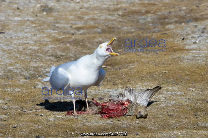 : Glaucous Gull prey : Glaucous Gull prey