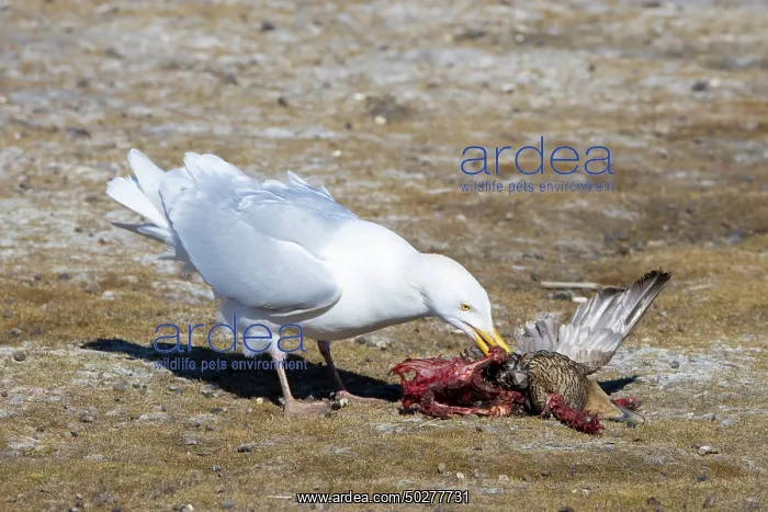 : Glaucous Gull prey : Glaucous Gull prey