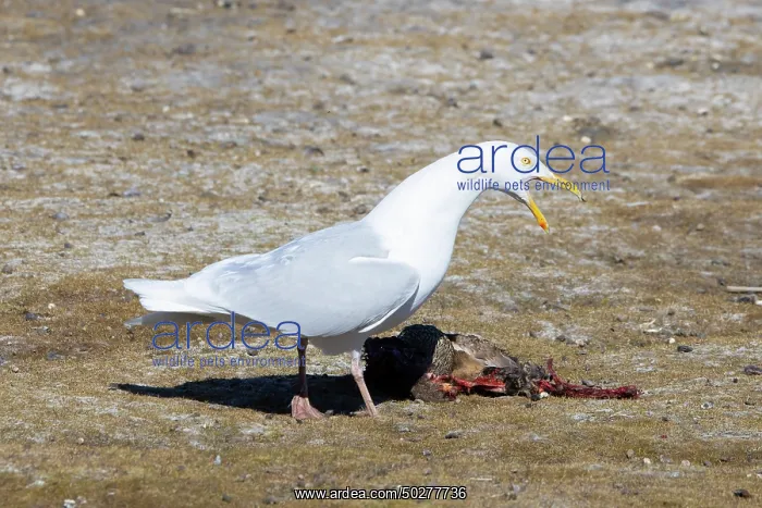 : Glaucous Gull prey : Glaucous Gull prey