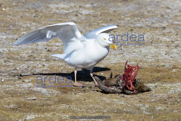  : Glaucous Gull prey