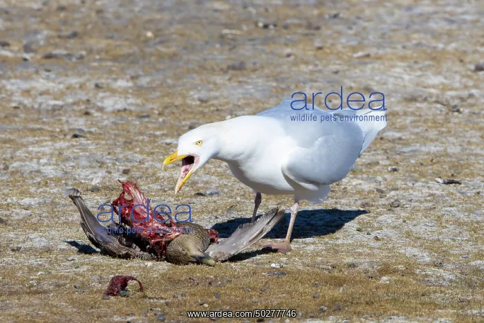  : Glaucous Gull prey
