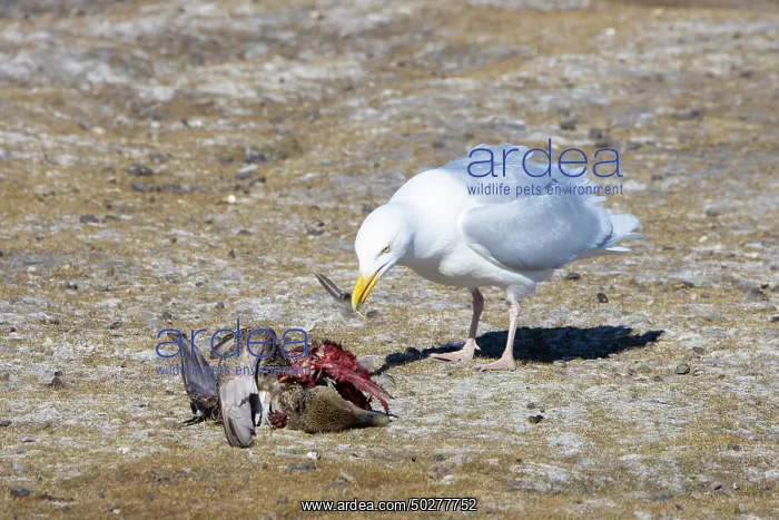 : Glaucous Gull prey : Glaucous Gull prey