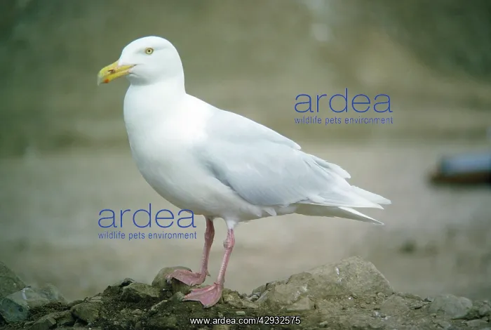 : GLAUCOUS GULL - STANDING : GLAUCOUS GULL - STANDING