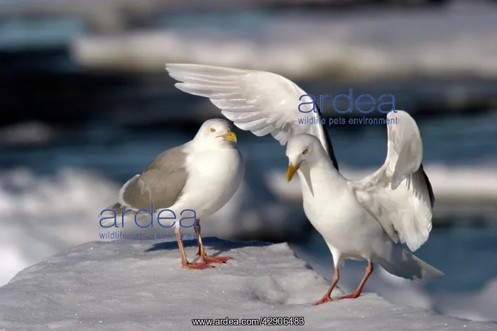 : Glaucous Gulls - stretching wings : Glaucous Gulls - stretching wings