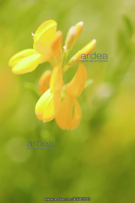 : Glaucous scorpion-vetch : Glaucous scorpion-vetch