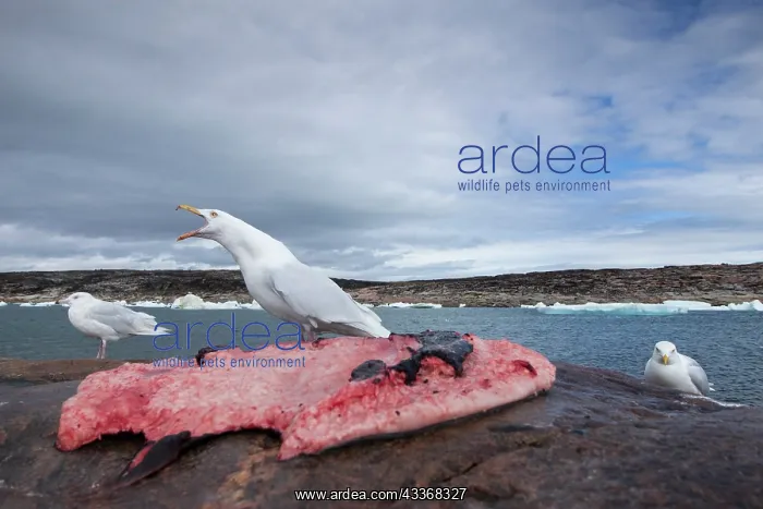  : Glaucous-wing Seagull (Larus glaucescens) feeding