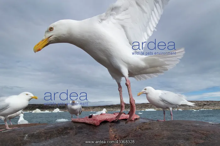 : Glaucous-wing Seagull (Larus glaucescens) feeding : Glaucous-wing Seagull (Larus glaucescens) feeding