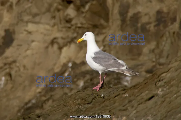 : Glaucous Winged Gull : Glaucous Winged Gull
