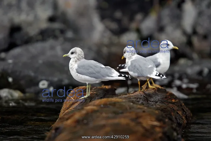 : Glaucous-winged Gull : Glaucous-winged Gull