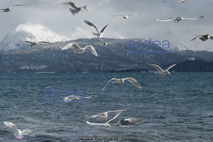 : Glaucous-winged Gull : Glaucous-winged Gull