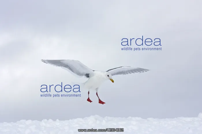 : Glaucous-winged Gull : Glaucous-winged Gull
