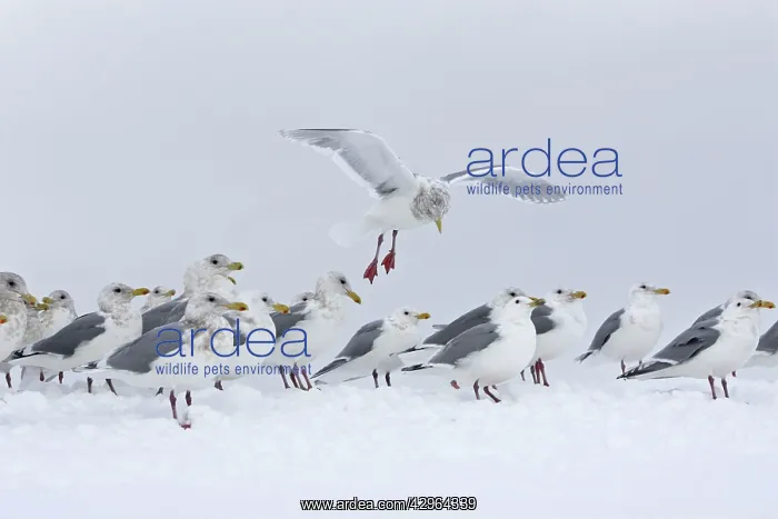 : Glaucous-winged Gull : Glaucous-winged Gull