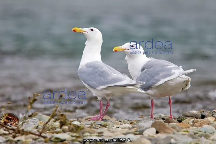 : Glaucous-winged Gull : Glaucous-winged Gull