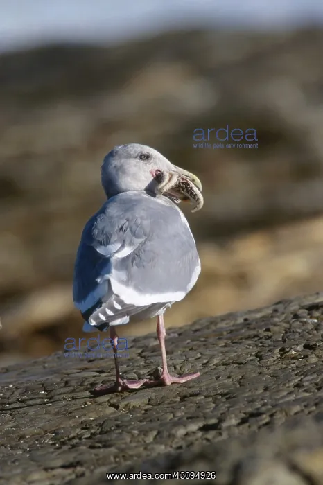: Glaucous-winged Gull : Glaucous-winged Gull