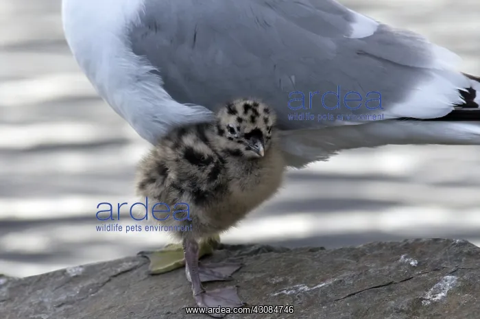 : Glaucous-winged Gull Chick : Glaucous-winged Gull Chick