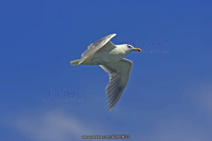 : Glaucous Winged Gull - In flight : Glaucous Winged Gull - In flight