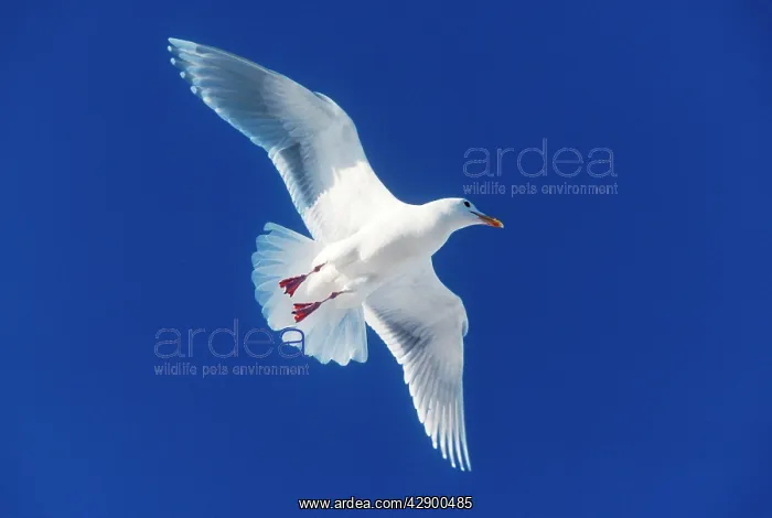 : Glaucous-winged Gull - In flight : Glaucous-winged Gull - In flight