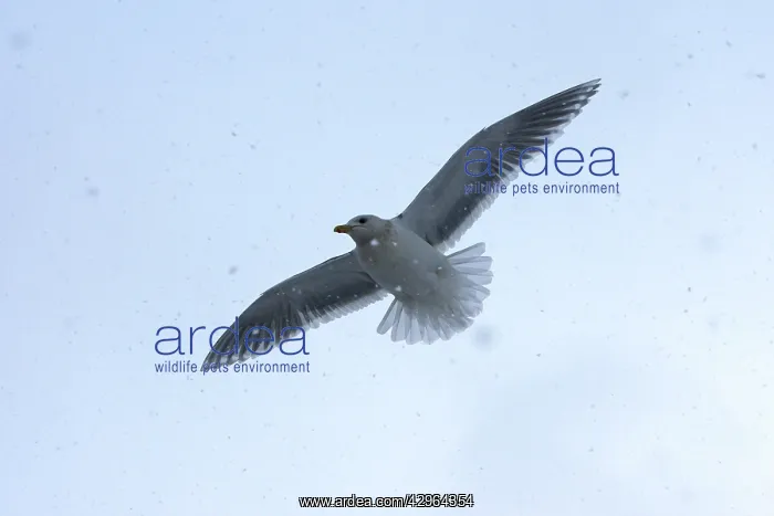 : Glaucous-winged Gull - in flight : Glaucous-winged Gull - in flight