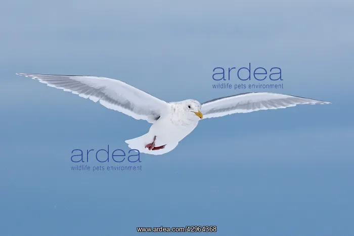 : Glaucous-winged Gull - in flight : Glaucous-winged Gull - in flight