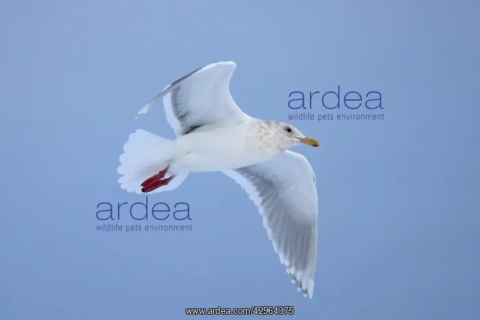 : Glaucous-winged Gull - in flight : Glaucous-winged Gull - in flight