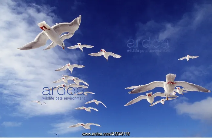: Glaucous-winged Gull - in flight : Glaucous-winged Gull - in flight