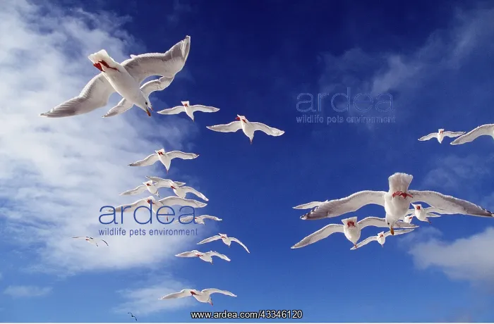 : Glaucous-winged Gull - in flight : Glaucous-winged Gull - in flight
