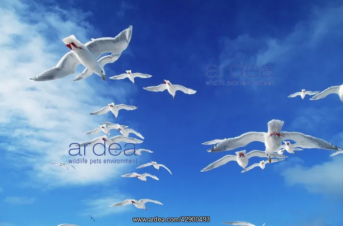 : GLAUCOUS-WINGED GULL - flock in flight : GLAUCOUS-WINGED GULL - flock in flight