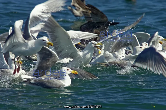 : Glaucous Winged Gull & Heermann's Gull (Larus heermannii) : Glaucous Winged Gull & Heermann's Gull (Larus heermannii)