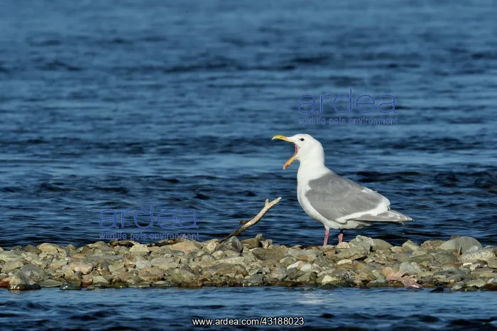 : Glaucous-winged Gull (Larus glaucescens) at the : Glaucous-winged Gull (Larus glaucescens) at the